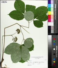 Aralia nudicaulis image