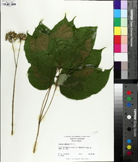 Aralia nudicaulis image