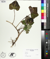 Hedera helix image