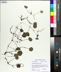 Hydrocotyle verticillata image