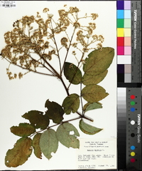 Aralia spinosa image