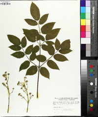 Aralia spinosa image