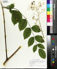 Aralia spinosa image