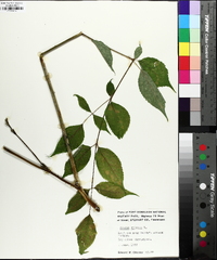 Aralia spinosa image