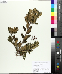 Ilex myrtifolia image