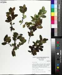 Ilex vomitoria image