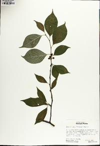 Ilex montana image