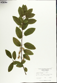 Ilex amelanchier image