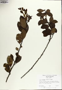 Ilex coriacea image