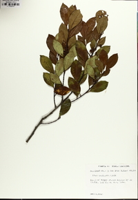 Ilex coriacea image