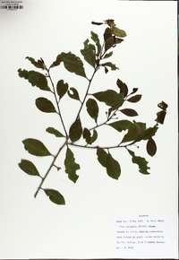 Ilex coriacea image