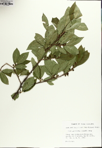 Ilex laevigata image