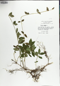 Vinca minor image