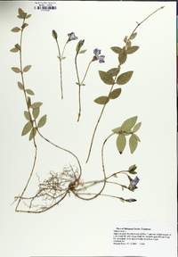 Vinca minor image