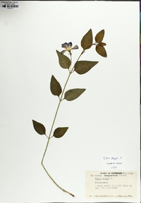 Vinca major image