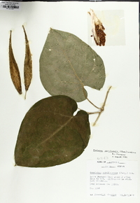 Matelea carolinensis image