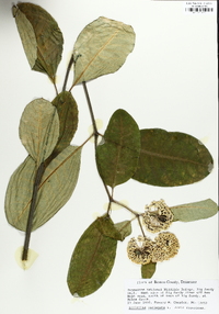 Asclepias variegata image