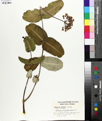 Asclepias amplexicaulis image