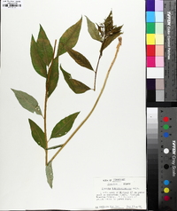 Amsonia tabernaemontana image