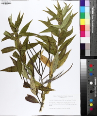 Amsonia illustris image