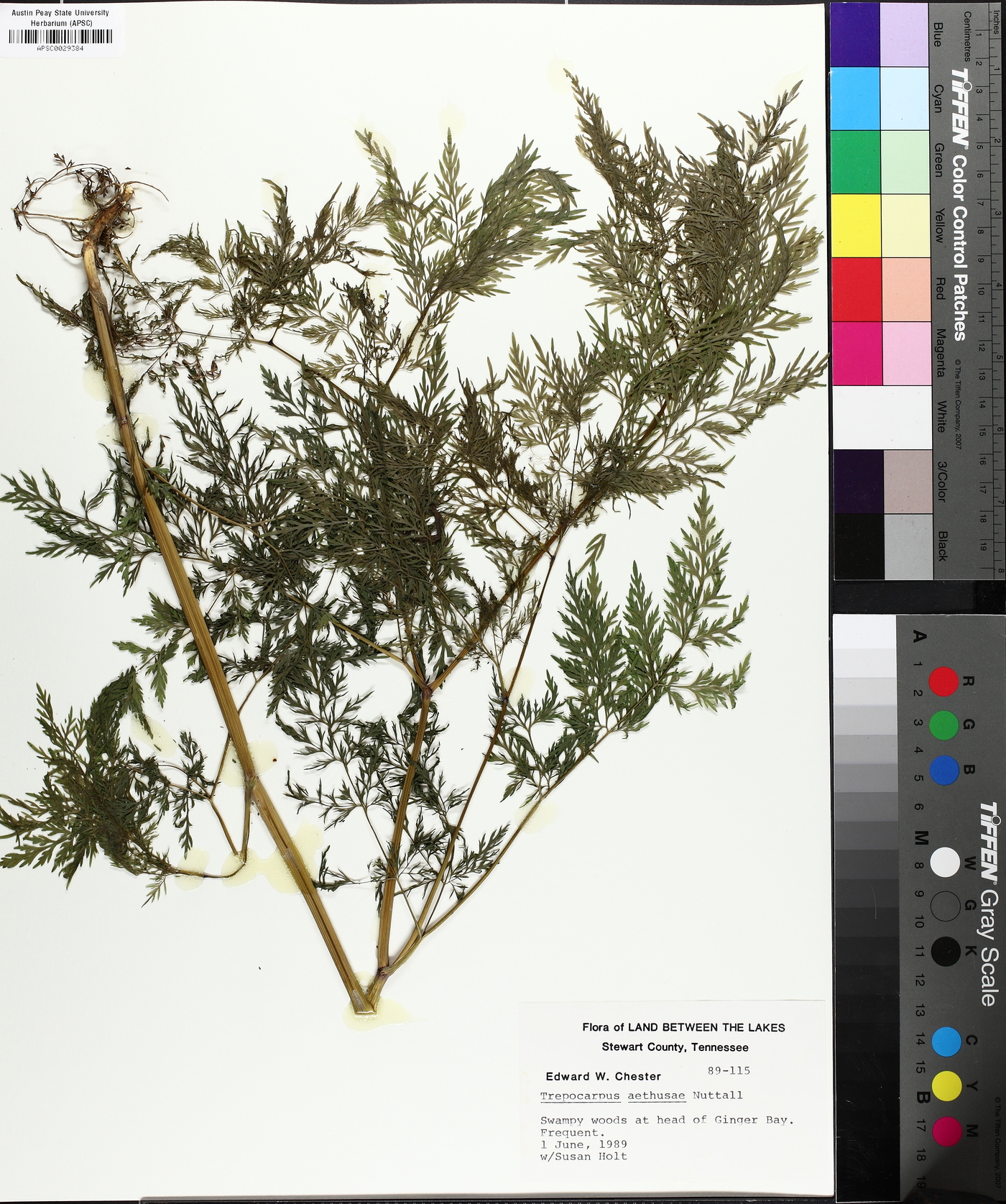 Trepocarpus aethusae image