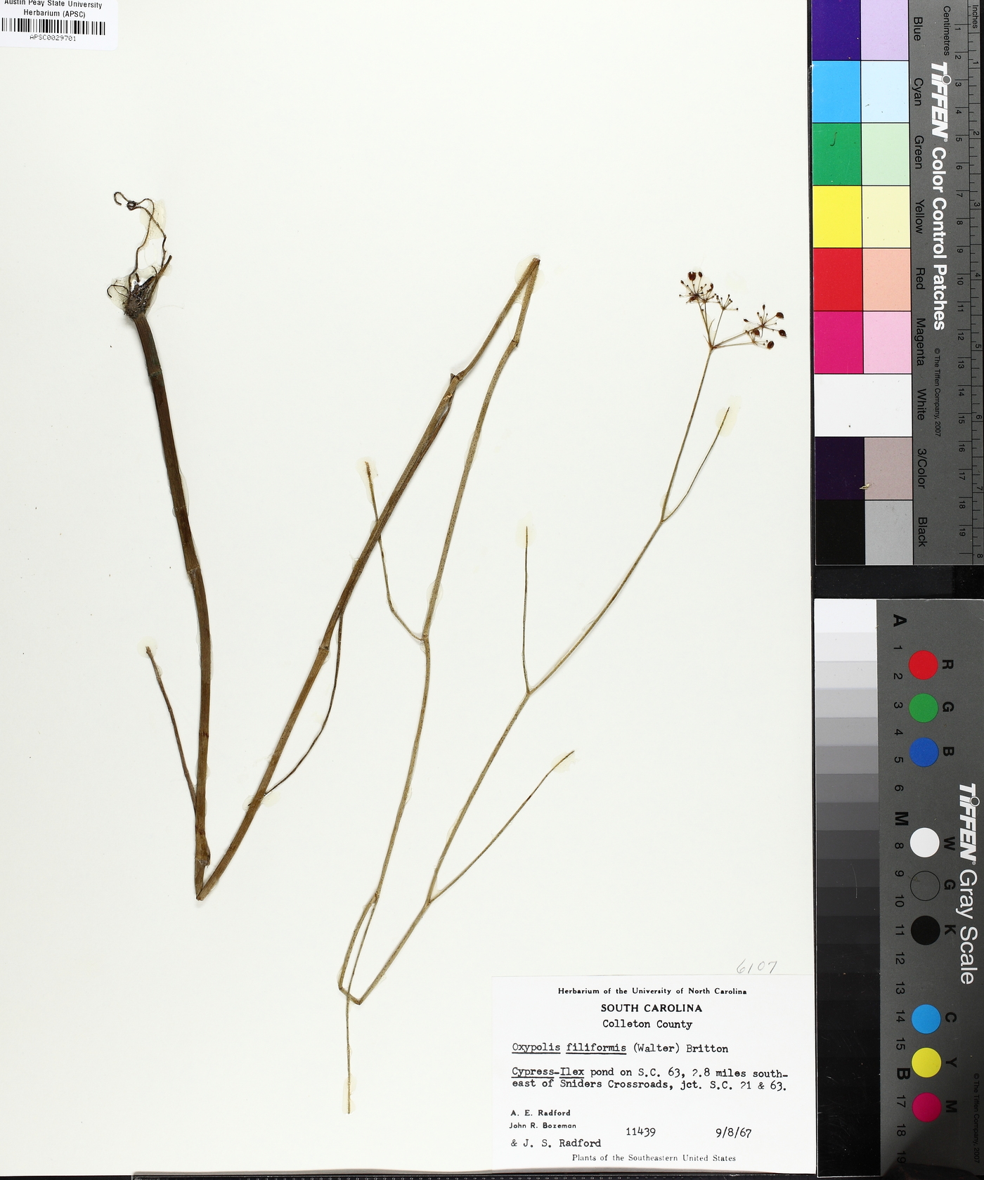 Tiedemannia filiformis image