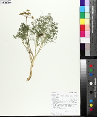 Lomatium grayi image