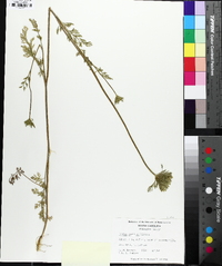 Daucus pusillus image