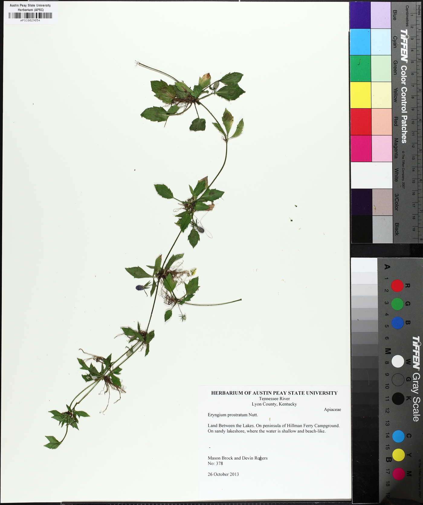 Eryngium prostratum image