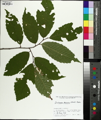 Castanea dentata image