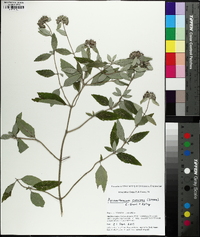 Pycnanthemum curvipes image