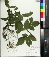 Desmodium glabellum image