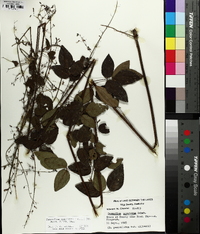 Desmodium laevigatum image