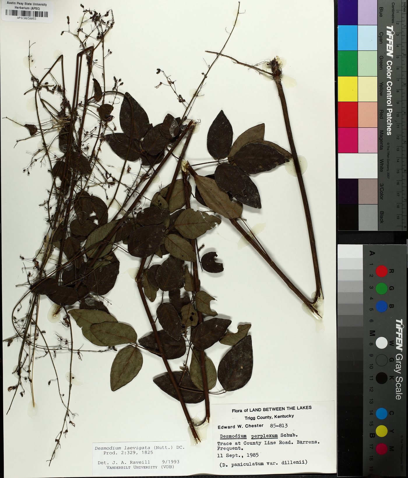 Desmodium laevigatum image