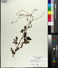 Desmodium laevigatum image