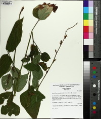 Desmodium cuspidatum image