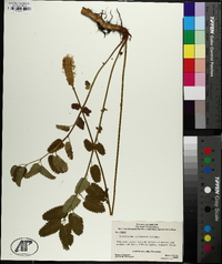 Sanguisorba sitchensis image