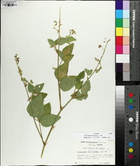 Desmodium canescens image