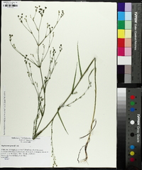 Bupleurum virgatum image