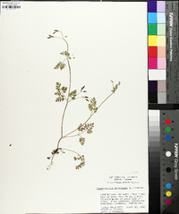 Chaerophyllum procumbens image