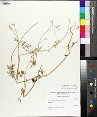 Chaerophyllum procumbens image