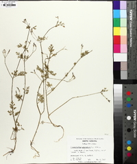 Chaerophyllum procumbens image