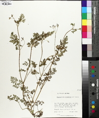 Chaerophyllum procumbens image