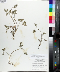 Chaerophyllum procumbens image