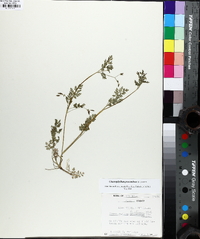 Chaerophyllum procumbens image