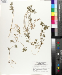 Chaerophyllum procumbens image