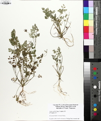 Chaerophyllum procumbens image