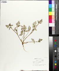 Chaerophyllum procumbens image