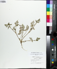 Chaerophyllum procumbens image