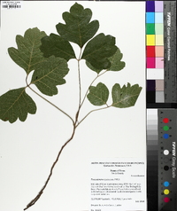 Toxicodendron pubescens image